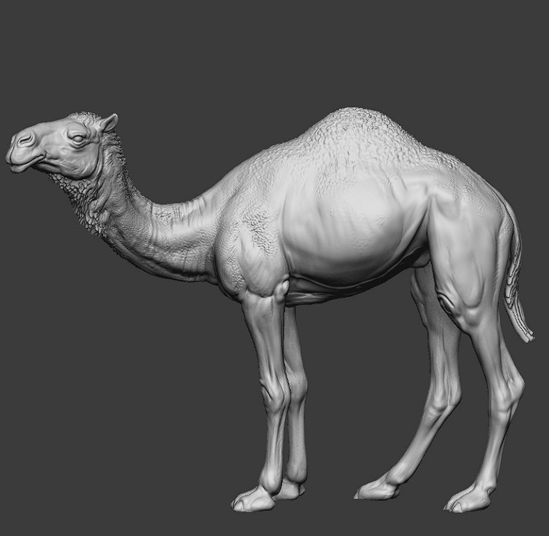 CHM-54248. Животные: Верблюд. 54 мм. Материал - смола. Chronos Miniatures