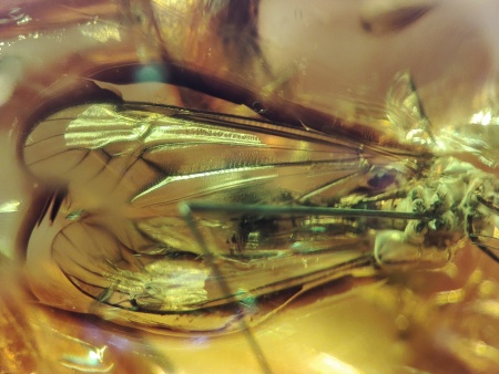 AAM0021 Эксклюзивный янтарь с музейным инклюзом «Москито». Гигантский комар-долгоножка. 3 см.