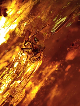 AAM0012 Янтарь с многочисленными инклюзами Охотничье угодье. 43 грамма! 