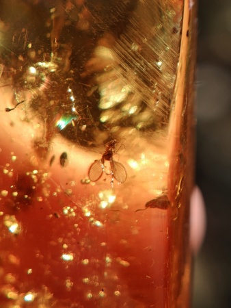 AAM0013 Янтарь с инклюзом «У ручья». Вес 14 грамм, 2 ручейника, 4 комара, тля, колемболла и бутон цветка! 