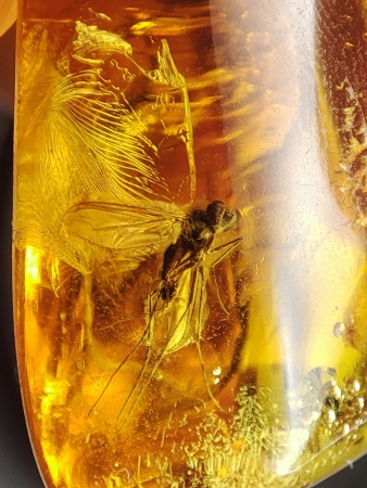 AAM0015 Янтарь с многочисленными инклюзами  «Муха Зеленуха»