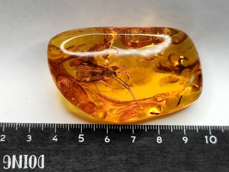 AAM0021 Эксклюзивный янтарь с музейным инклюзом «Москито». Гигантский комар-долгоножка. 3 см.