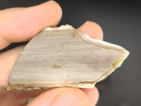 AAM0030 Окаменелое дерево с замещением опалом, Приморье