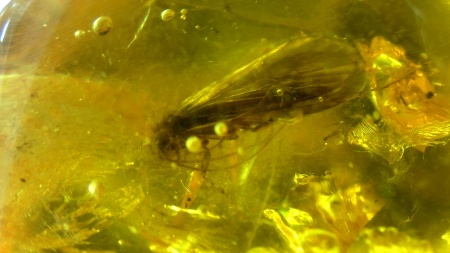 AAM0013 Янтарь с инклюзом «У ручья». Вес 14 грамм, 2 ручейника, 4 комара, тля, колемболла и бутон цветка! 