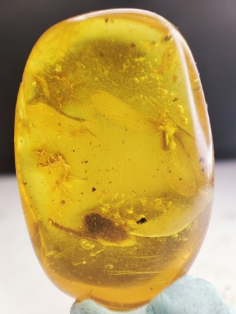 AAM0016 Янтарь с инклюзами «Термит»