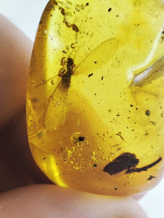 AAM0016 Янтарь с инклюзами «Термит»