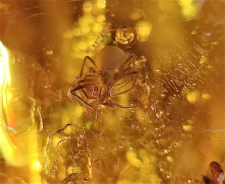 AAM0007 Янтарь с многочисленными инклюзами «Паучье логово». 6 пауков и другие насекомые в большом красивом камне.