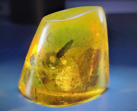 AAM0011 Янтарь с инклюзом «Серебряная рыбка». Очень редкая и очень крупная Чешуйница из отряда Щетинохво́сток (Zygentoma)