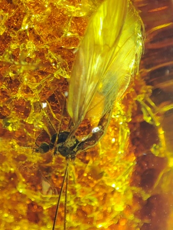 AAM0018 Янтарь с инклюзом Macrochile baltica «Луна и Солнце»