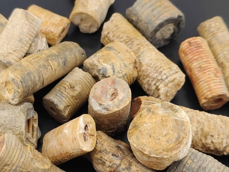 AAM0034 Криноидея. Окаменелость. Морская лилия 