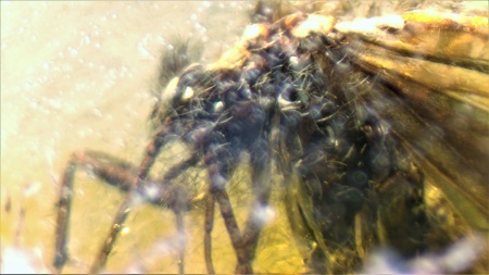 AAM0009 Янтарь с многочисленными инклюзами «Каждой твари по паре». 2 ручейника, 2 паука, 4 двукрылых, клещ, отпечаток гигантского таракана(?)  в большом красивом камне.