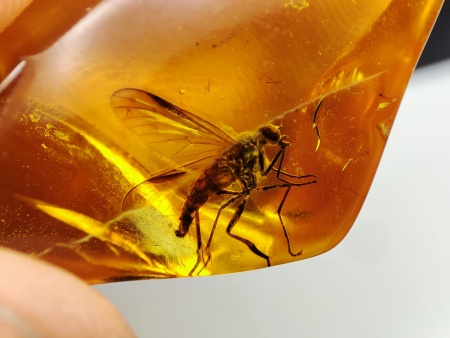 AAM0025 Янтарь с инклюзом Коллекция на ладони