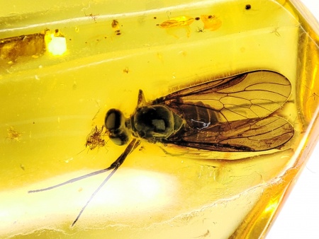 AAM0025 Янтарь с инклюзом Коллекция на ладони