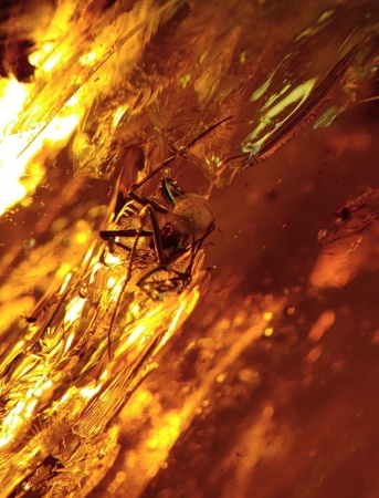 AAM0012 Янтарь с многочисленными инклюзами Охотничье угодье. 43 грамма! 