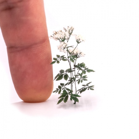 S204MWP Сныть цветущая, размер L