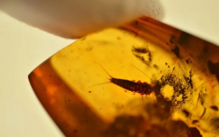 AAM0011 Янтарь с инклюзом «Серебряная рыбка». Очень редкая и очень крупная Чешуйница из отряда Щетинохво́сток (Zygentoma)