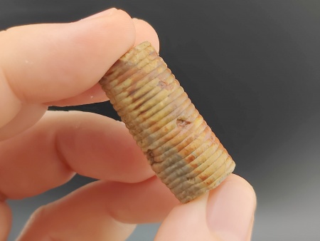 AAM0034 Криноидея. Окаменелость. Морская лилия 