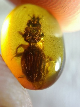 AAM0025 Янтарь с инклюзом Коллекция на ладони