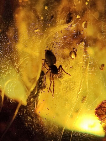 AAM0007 Янтарь с многочисленными инклюзами «Паучье логово». 6 пауков и другие насекомые в большом красивом камне.