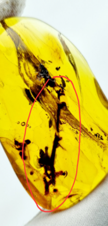 AAM0027 Янтарь с инклюзом