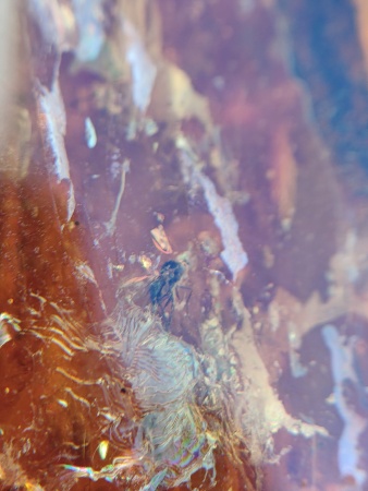 AAM0012 Янтарь с многочисленными инклюзами Охотничье угодье. 43 грамма! 