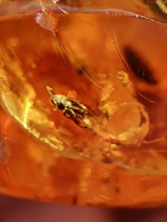 AAM0008 Янтарь с многочисленными инклюзами «Зоопарк». Вес камня 72 грамма!