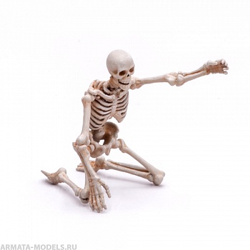 S207MWP Скелет, размер M