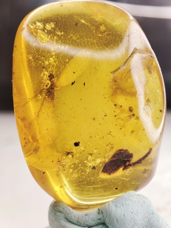 AAM0016 Янтарь с инклюзами «Термит»