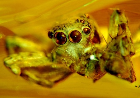 AAM0025 Янтарь с инклюзом Коллекция на ладони