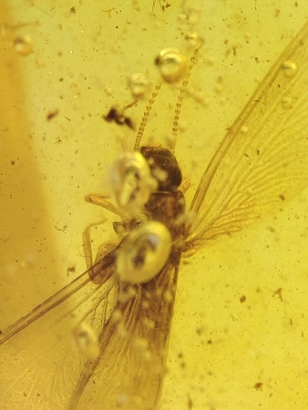 AAM0016 Янтарь с инклюзами «Термит»