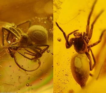 AAM0007 Янтарь с многочисленными инклюзами «Паучье логово». 6 пауков и другие насекомые в большом красивом камне.