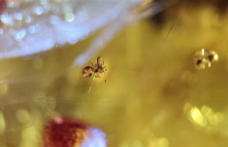 AAM0007 Янтарь с многочисленными инклюзами «Паучье логово». 6 пауков и другие насекомые в большом красивом камне.