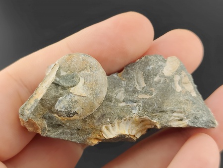 AAM0024 Аммониты и меловая живность на породе малая