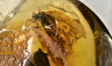 AAM0009 Янтарь с многочисленными инклюзами «Каждой твари по паре». 2 ручейника, 2 паука, 4 двукрылых, клещ, отпечаток гигантского таракана(?)  в большом красивом камне.