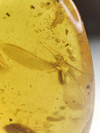 AAM0016 Янтарь с инклюзами «Термит»