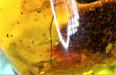 AAM0009 Янтарь с многочисленными инклюзами «Каждой твари по паре». 2 ручейника, 2 паука, 4 двукрылых, клещ, отпечаток гигантского таракана(?)  в большом красивом камне.