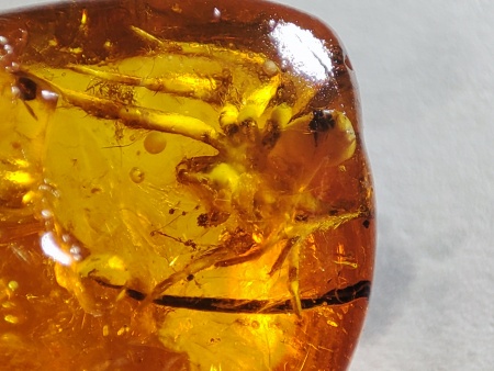 AAM0017 Янтарь с инклюзом «Тройная редкость»