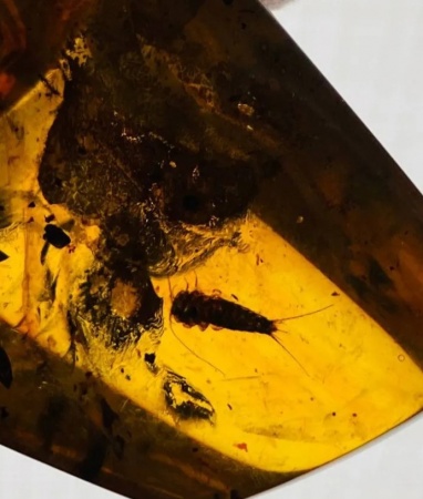 AAM0011 Янтарь с инклюзом «Серебряная рыбка». Очень редкая и очень крупная Чешуйница из отряда Щетинохво́сток (Zygentoma)