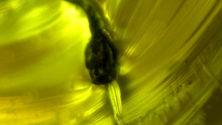 AAM0013 Янтарь с инклюзом «У ручья». Вес 14 грамм, 2 ручейника, 4 комара, тля, колемболла и бутон цветка! 