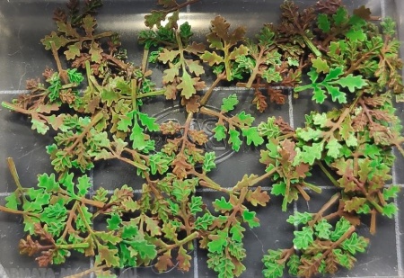 МT35008 ФТД листья дуба