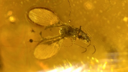 AAM0013 Янтарь с инклюзом «У ручья». Вес 14 грамм, 2 ручейника, 4 комара, тля, колемболла и бутон цветка! 