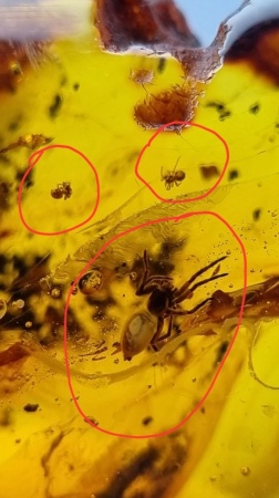 AAM0007 Янтарь с многочисленными инклюзами «Паучье логово». 6 пауков и другие насекомые в большом красивом камне.