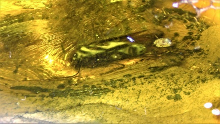 AAM0009 Янтарь с многочисленными инклюзами «Каждой твари по паре». 2 ручейника, 2 паука, 4 двукрылых, клещ, отпечаток гигантского таракана(?)  в большом красивом камне.