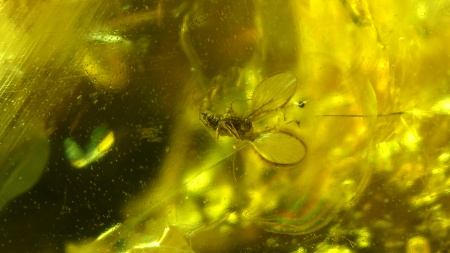 AAM0013 Янтарь с инклюзом «У ручья». Вес 14 грамм, 2 ручейника, 4 комара, тля, колемболла и бутон цветка! 