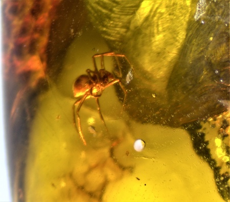 AAM0009 Янтарь с многочисленными инклюзами «Каждой твари по паре». 2 ручейника, 2 паука, 4 двукрылых, клещ, отпечаток гигантского таракана(?)  в большом красивом камне.