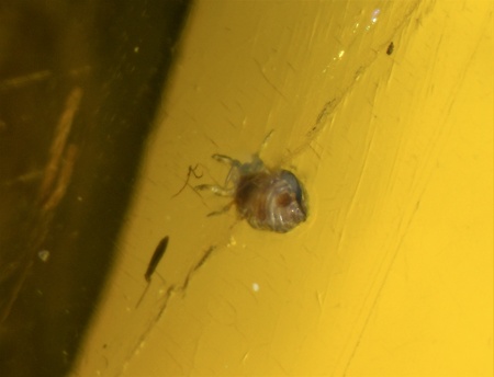 AAM0009 Янтарь с многочисленными инклюзами «Каждой твари по паре». 2 ручейника, 2 паука, 4 двукрылых, клещ, отпечаток гигантского таракана(?)  в большом красивом камне.