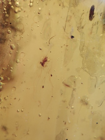 AAM0012 Янтарь с многочисленными инклюзами Охотничье угодье. 43 грамма! 