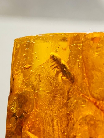 AAM0008 Янтарь с многочисленными инклюзами «Зоопарк». Вес камня 72 грамма!