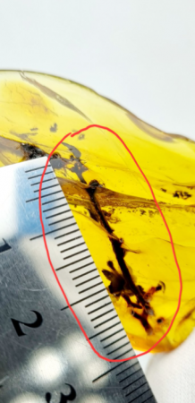 AAM0027 Янтарь с инклюзом