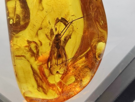 AAM0021 Эксклюзивный янтарь с музейным инклюзом «Москито». Гигантский комар-долгоножка. 3 см.